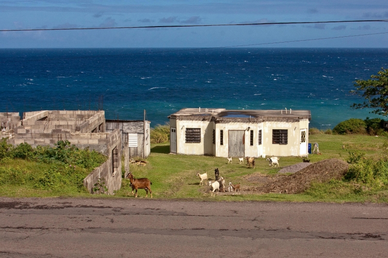 _MG_4118-101.jpg - View from St Kitts Sugarcane train, what a view!!