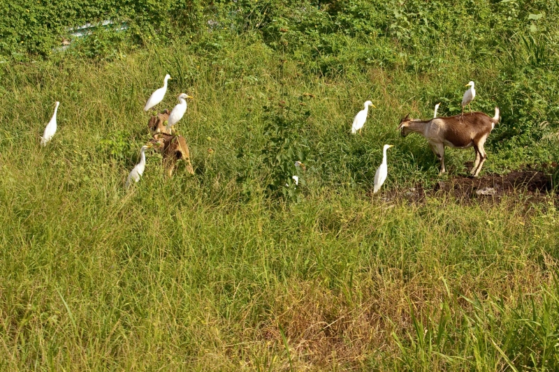 _MG_4126-104.jpg - cattle egrets on goats