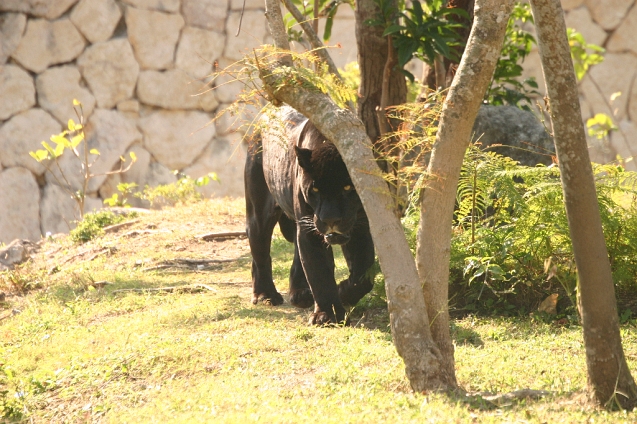 IMG_5416.JPG - Black Jag at Xcaret theme park