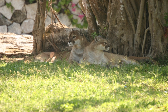 IMG_5470.JPG - Cougars at Xcaret theme park