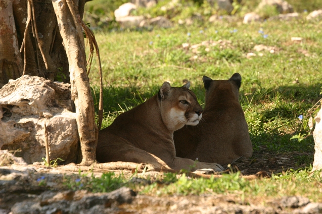 IMG_5478.JPG - Cougars at Xcaret theme park