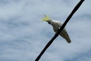 IMG 3095