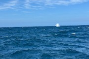IMG 3006