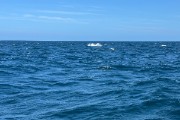 IMG 3082