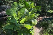 IMG 4995