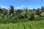 IMG 3387
