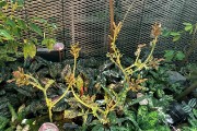 IMG 5081