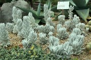 IMG 5161