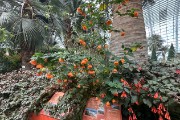 IMG 5178