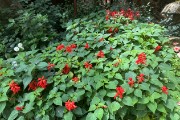 IMG 5191