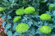 IMG 5230
