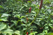 IMG 5351