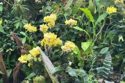 IMG 5376